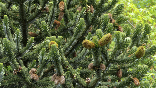 Chilean Araucaria, Araucaria araucana, 