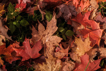 Autumn leaves
