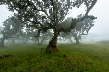 The forest of Fanal shrouded in mist