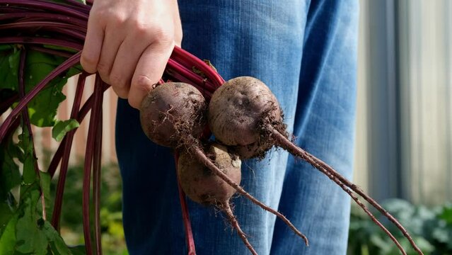 A woman holding freshly harvested organic beets in her hand. Close up.