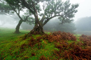 The forest of Fanal shrouded in mist