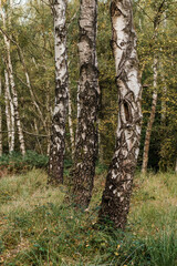 Obraz premium Sliver Birch