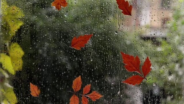 Raindrops on a window glass with blur tree background. Raindrops and fallen leaves on the window. The weather is typical autumn. Autumn window background.
