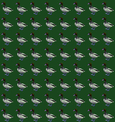 Obraz premium seamless duck pattern