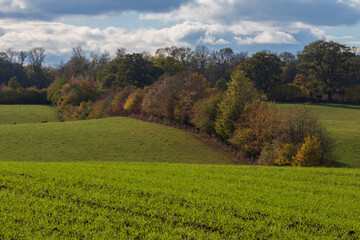 Hilly farm land with hedgerow in autumn.