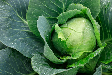 green cabbage with water drops grow in the garden