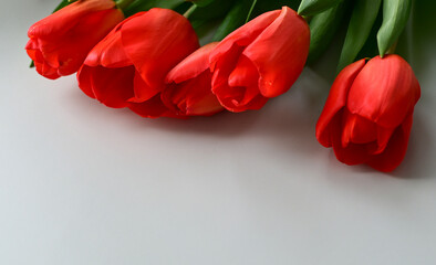 Red Tulip on Pink Background. Copy space