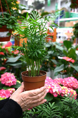 The gardener's hands hold a pot with a flower in a flower shop or greenhouse.