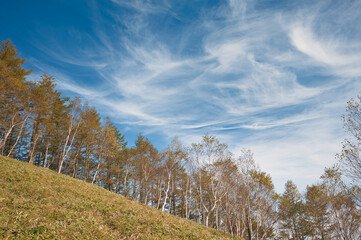 White Birch and Sky in autumn