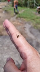 hand holding a bee