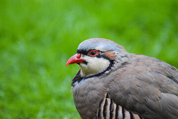 Fototapeta premium Partridge