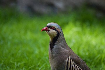 Partridge Bird in the grass
