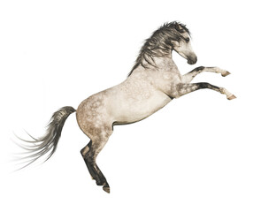 Gray horse rearing up, isolated on transparent background. 