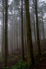 Obraz premium Coniferous forests at the foot of Pico Arieiro in Madeira