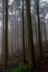 Coniferous forests at the foot of Pico Arieiro in Madeira