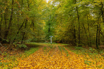  Forêt d'Halatte dans le département de l'Oise en France