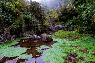 Washing of the 25 sources near Paul de la Serra in Madeira