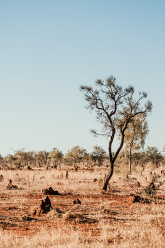 Termite mounds in the outback