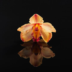 Cymbidium orchid flower on black glass background with reflection