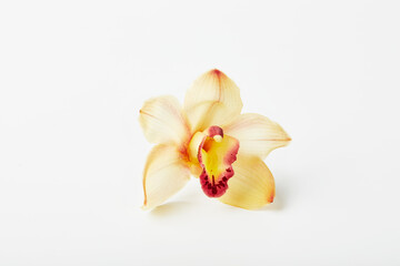 Obraz na płótnie Canvas Cymbidium orchid flower on white background