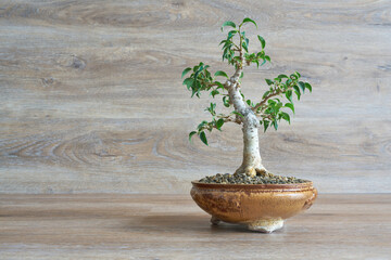 Birkenfeige, Ficus Benjamina als Bonsai vor einem Hintergrund aus Holz