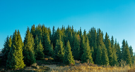 pine forest in autumn