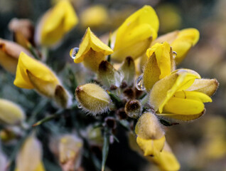 Obraz na płótnie Canvas Gorse bush yellow flowers