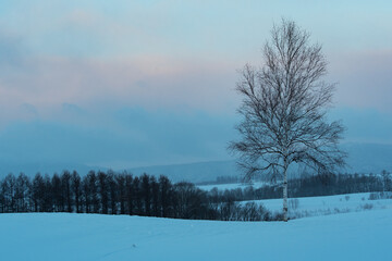 冬の美瑛の丘  北海道美瑛町の観光イメージ