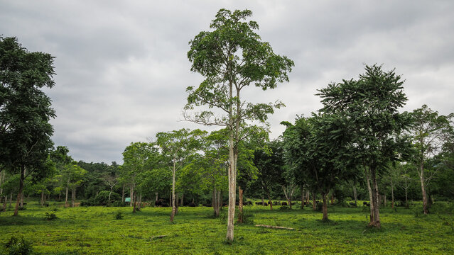 Wildlife in Kui Buri National Park in Thailand