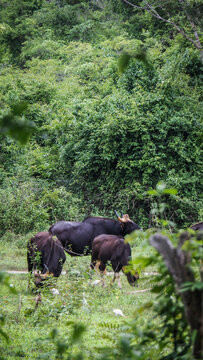 Wildlife in Kui Buri National Park in Thailand
