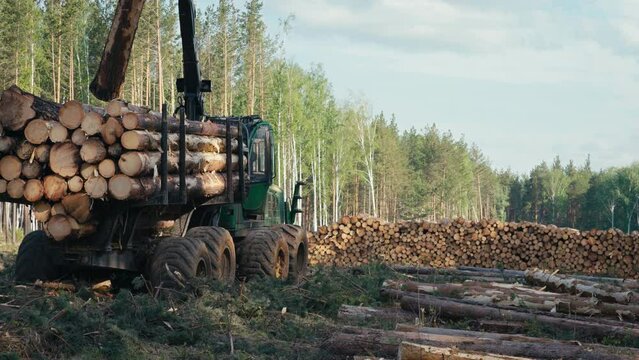 Forestry industry vehicle is transferring the wooden parts into the logging pile. Wood Industry Vehicle is transporting the stack of logging. Industry vehicle carrying huge amounts of loggings. Lumber