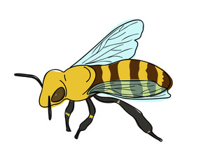 Bee.