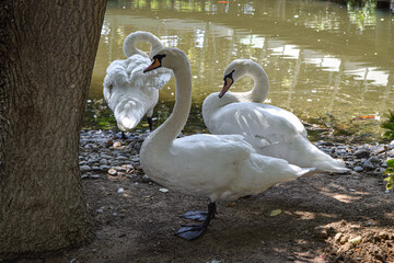 swans on the lake
