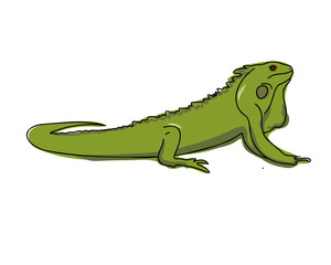 Iguana