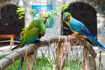 blue and gold macaw