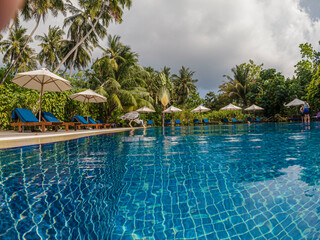 Graureiher trinkt aus dem Pool