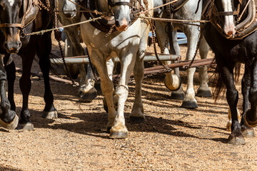 Close-up of a team of horses harnessed together pulling a dray cart.