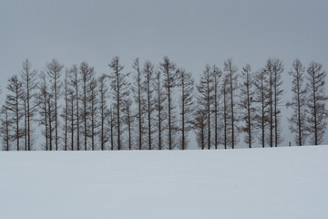 冬の美瑛の丘  北海道美瑛町の観光イメージ