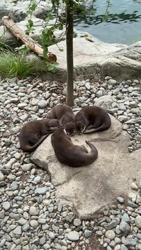 Loutres d&rsquo;un zoo &agrave; Wellington - Nouvelle Z&eacute;lande