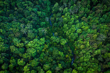 river winding through dense rainforest