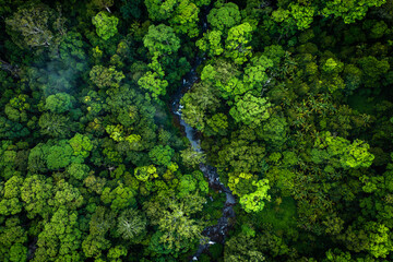river winding through dense rainforest