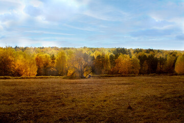 Fototapeta premium Autumn forest illuminated by the sun and a field. A woman with a stroller.