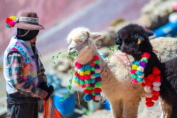 Fototapete Vinicunca portrait of dressed alpacas at vinicunca mountain, peru