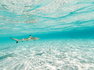 Obraz premium Schwarzspitzen-Riffhai in Küstennähe