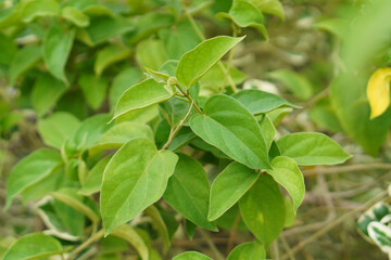 Fototapeta na wymiar Gymnema Sylvestre Medicinal Plant Leaves. This plant is a good medicine for diabetes.Common names include gymnema, Australian cowplant and Gurmar.