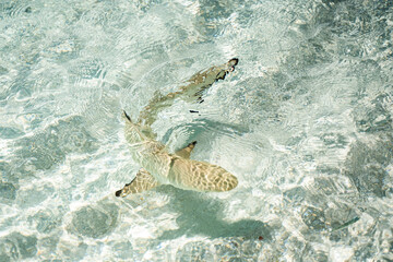 Schwarzspitzen-Riffhai