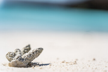 Koralle am Strand