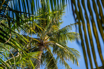 Fototapeta premium Kokospalme auf den Malediven