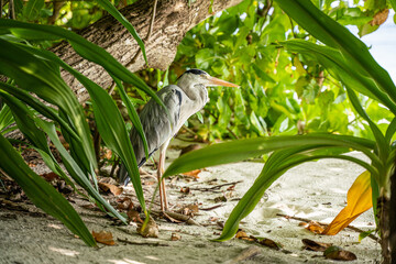 ein Graureiher versteckt sich im Gebüsch