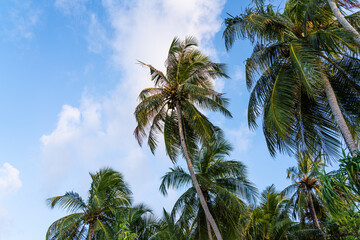 Fototapeta na wymiar tropische Palmen im Wind
